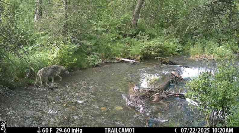 An increase in Anchorage wolf encounters spark curiosity, not alarm